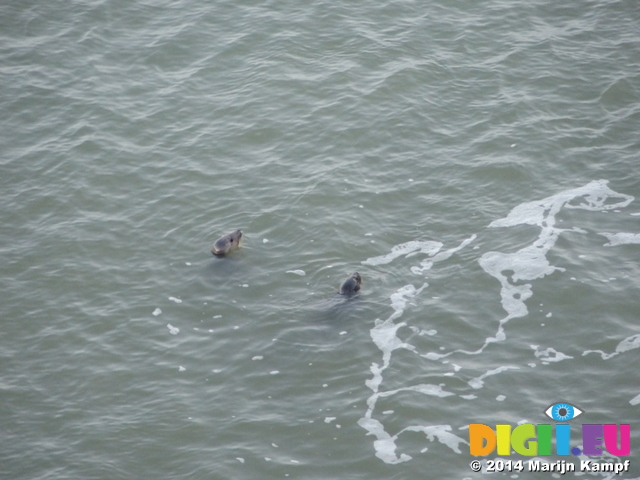 FZ010455 Two seals at Worms head, Rhossili